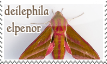 an elephant hawk moth with its latin name, deilephila elpenor, written next to it