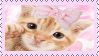 an orange cat with a bow