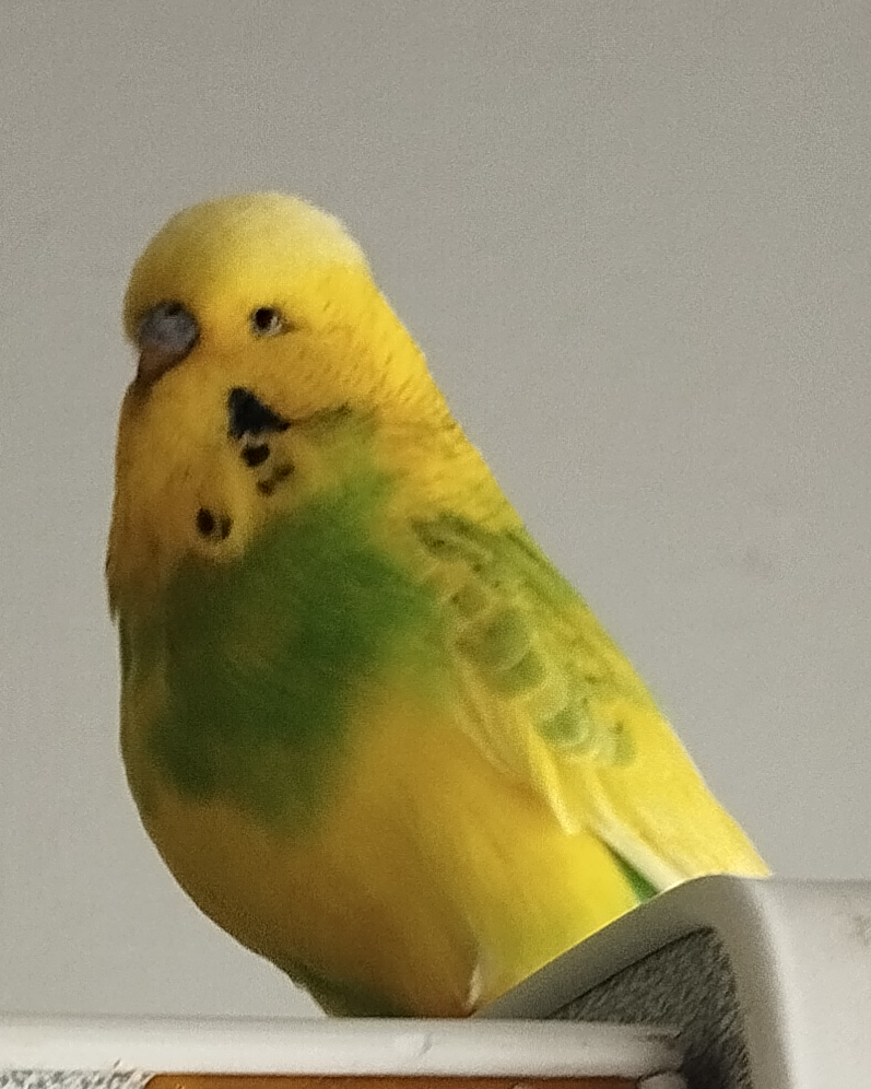 a mostly yellow budgerigar with some green feathers