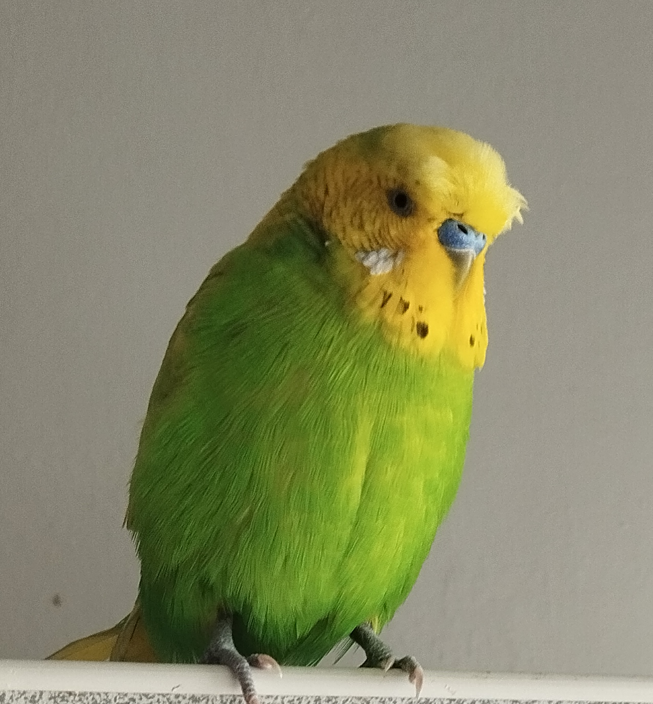 a green-and-yellow budgerigar