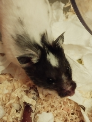 a black-and-white Syrian hamster